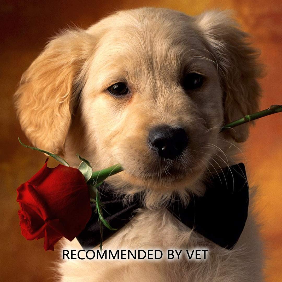 6" Long Cotton Swabs 1400pcs for Makeup, Gun Cleaning or Pets Care