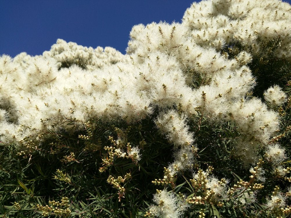 US Organic 100% Pure Tea Tree Essential Oil - USDA Certified Organic, Steam Distilled, Sourced from South Africa, Undiluted, Non-GMO (10 ml (Pack of 1))