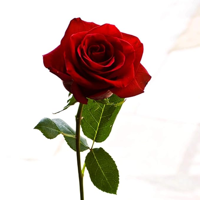 Organic Honey Rose Natural Moisturizing Lip Balm, Natural Lip Repair, Healing Organic Shea Butter, 0.60 Ounce (Pack of 4)