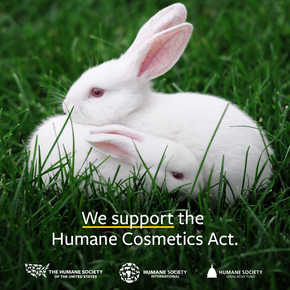 US Organic 100% Pure Cinnamon Leaf Essential Oil - USDA Certified Organic, Steam Distilled - W/Euro Dropper (More Size Variations Available) (10 ml / .33 fl oz)